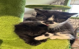 Mixed Breed cats for sale: Long haired girl fluffy Kittens  - Image 35