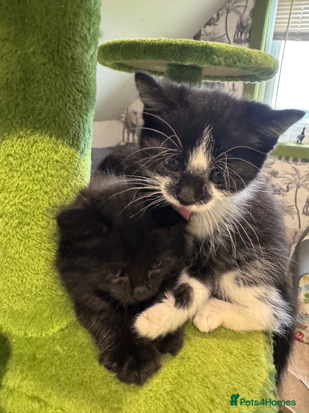 Mixed Breed cats for sale: Long haired girl fluffy Kittens  - Image 35