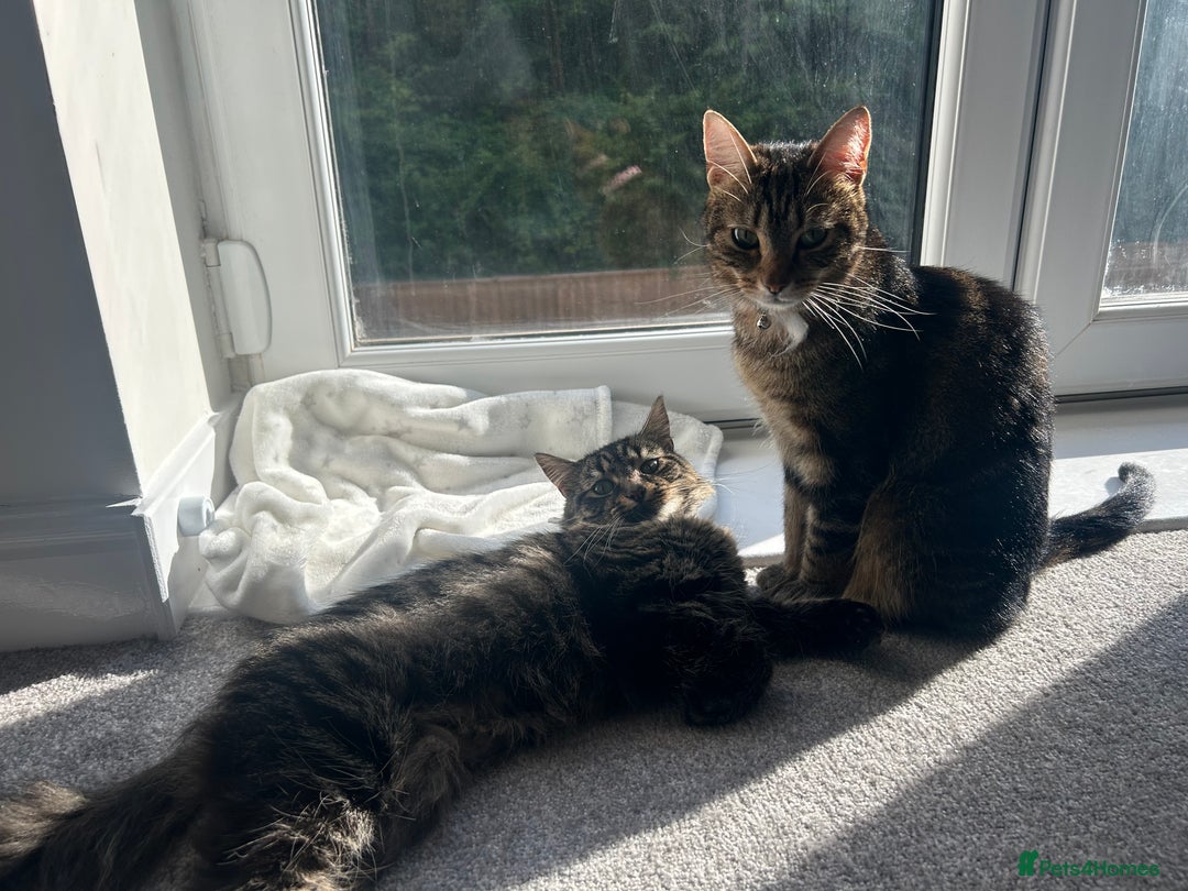 Maine Coon cats for sale: 3 year old girls  in Runcorn - Image 1