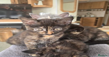 Mixed Breed cats - Advert 12