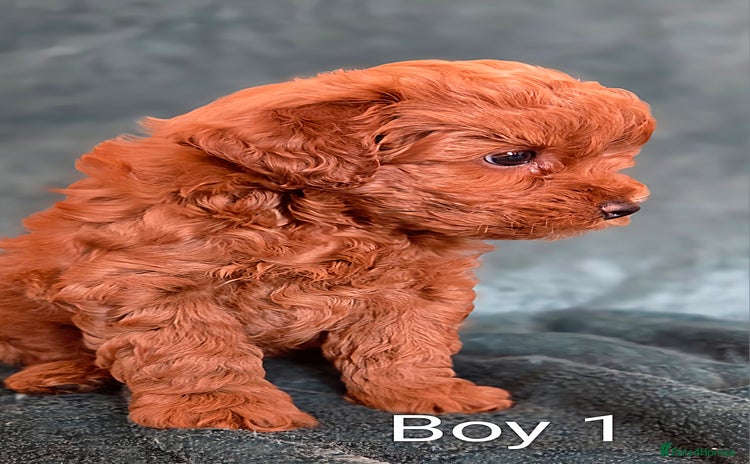 Maltipoo dogs - Advert 1