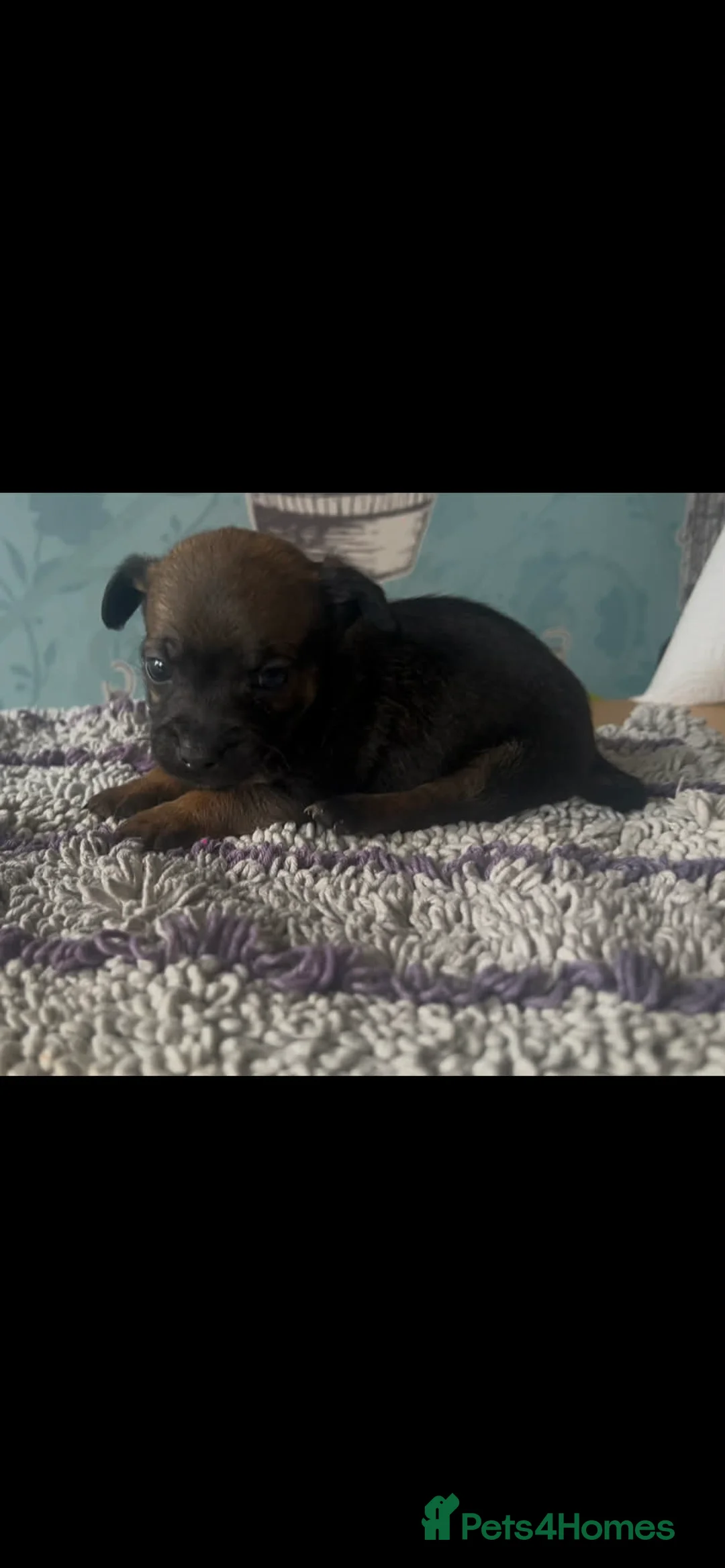 Mixed Breed dogs for sale: 5 cockapoo x chihuahua puppies - Advert 8