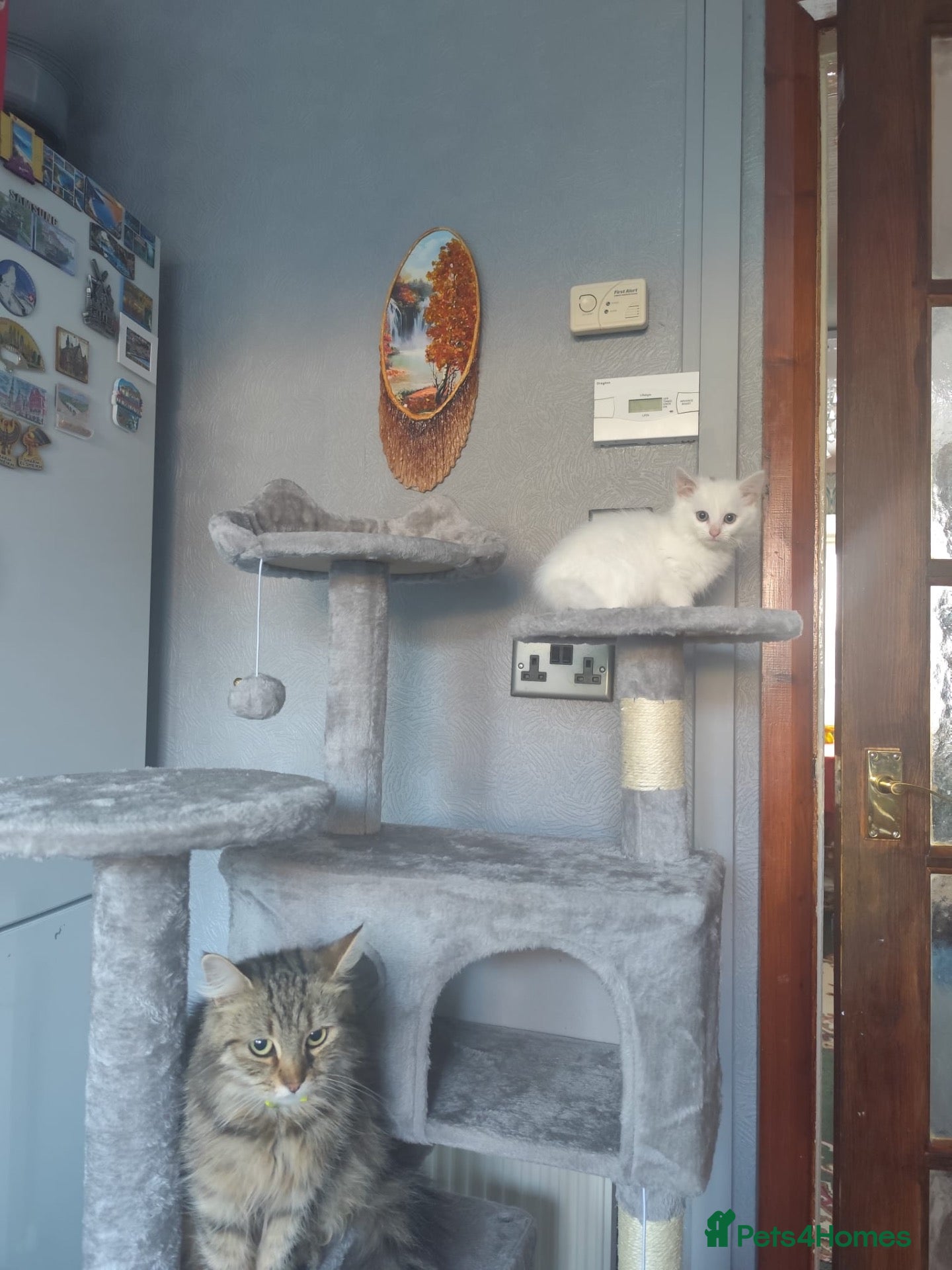 Mixed Breed cats 🐾 Beautiful Kittens Looking for Loving Homes! 🐾 - Advert 2