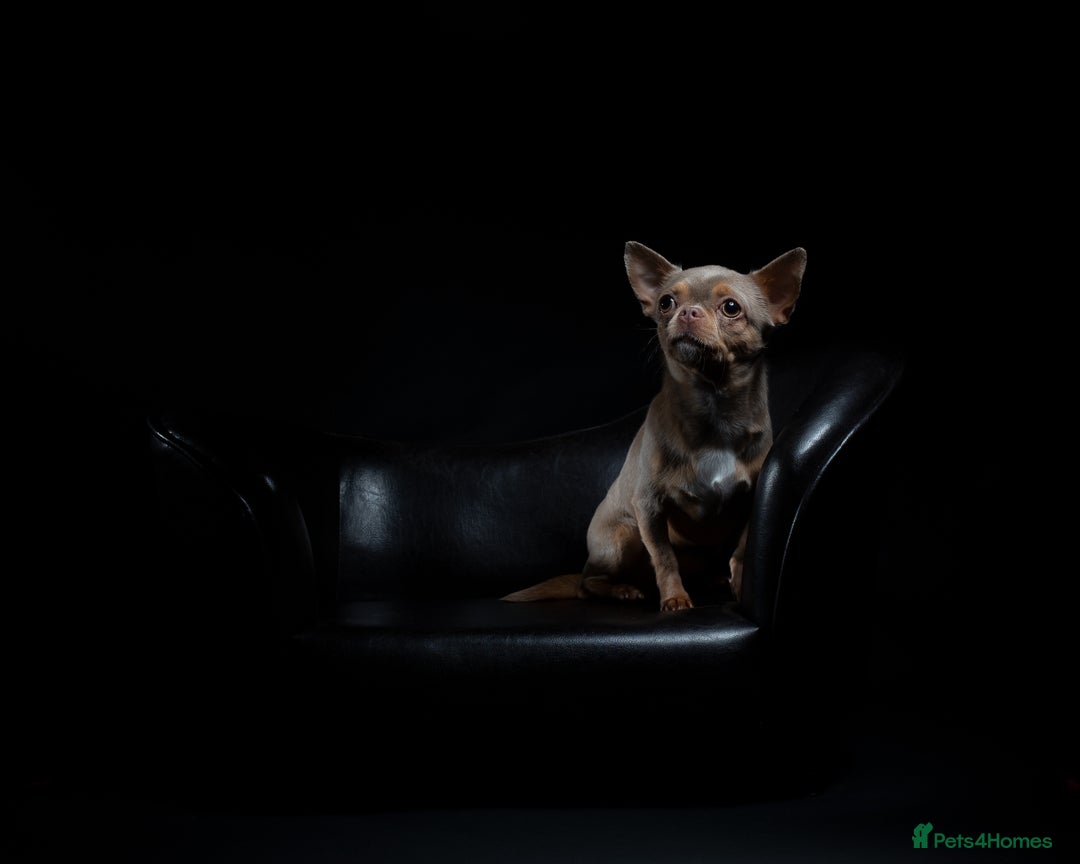 Chihuahua dogs for sale: Chihuahua Boy Looking for His Forever Home - Advert 7