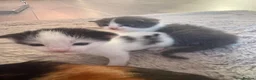 Mixed Breed cats for sale: 2 x Kittens for Sale  in Clackmannan - Advert 5