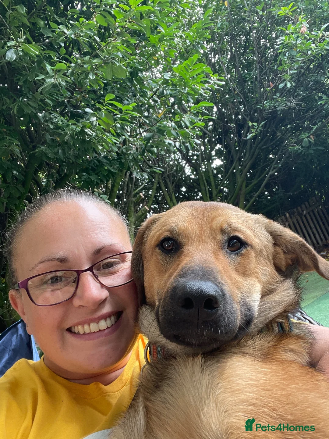Mixed Breed dogs for sale: Marius is looking for his forever home 💙  in Manchester - Advert 2