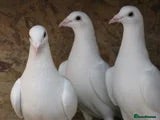 Pigeons birds White racing Pigeons for sale.Delbar bloodline. - Advert 1