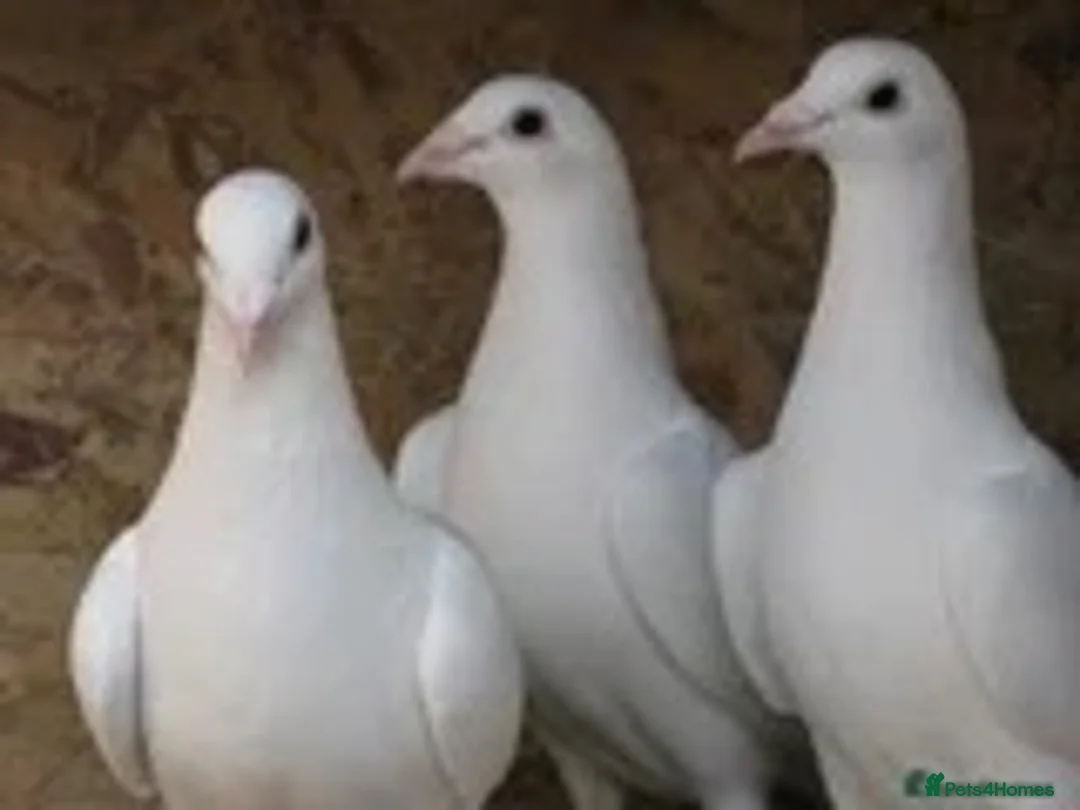 Pigeons birds for sale: White racing Pigeons for sale.Delbar bloodline. - Advert 1