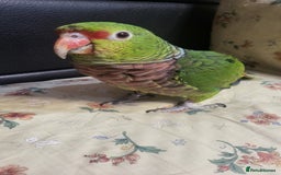 Parrots birds for sale: Vinaceous Breasted Amazon - Image 2