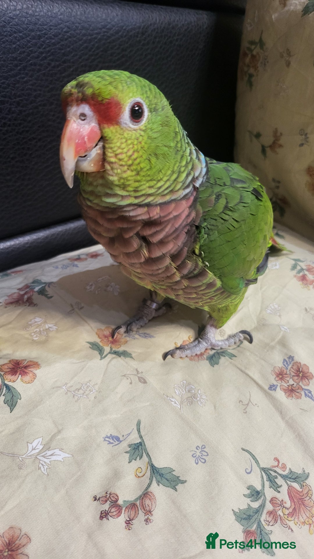 Parrots birds for sale: Vinaceous Breasted Amazon - Image 2