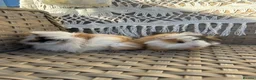 Guinea Pig rodents for sale: 2 very pretty female guinea pigs  - Advert 3
