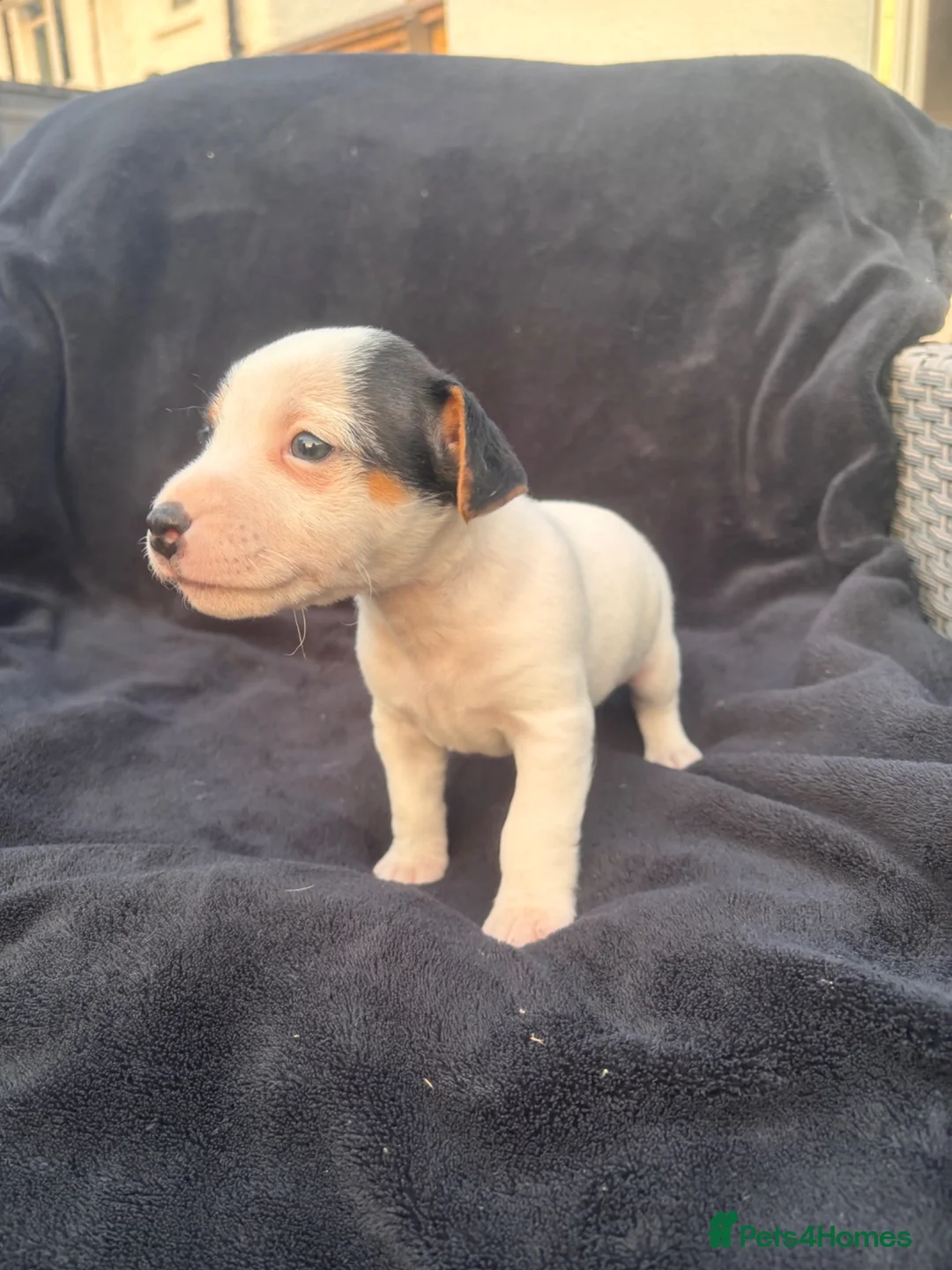 Jack Russell dogs for sale: Jack Russell puppies for sale  - Advert 2