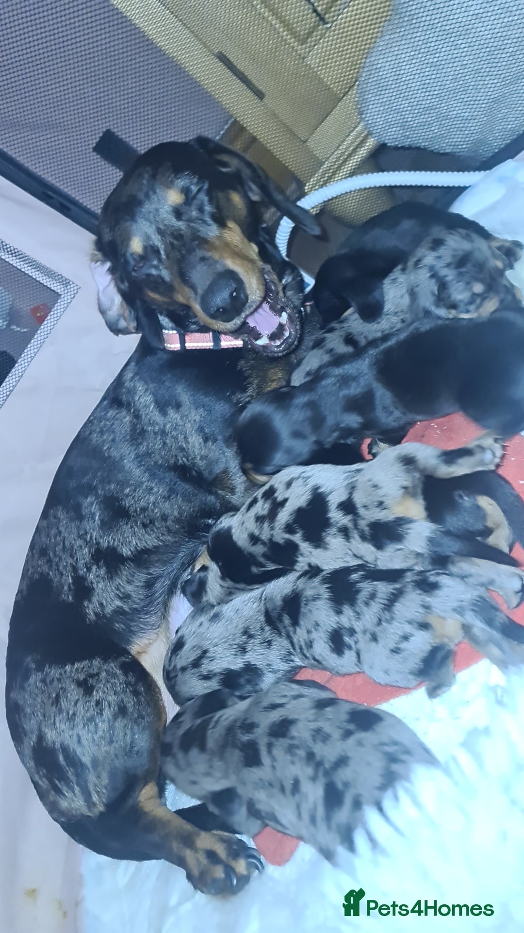 Dachshund dogs for sale: Dachshund dapple and black/tan puppies - Advert 2