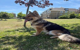 German Shepherd dogs for stud: For stud - Image 4