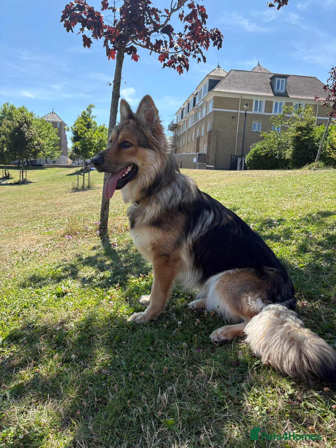 German Shepherd dogs for stud: For stud - Image 4