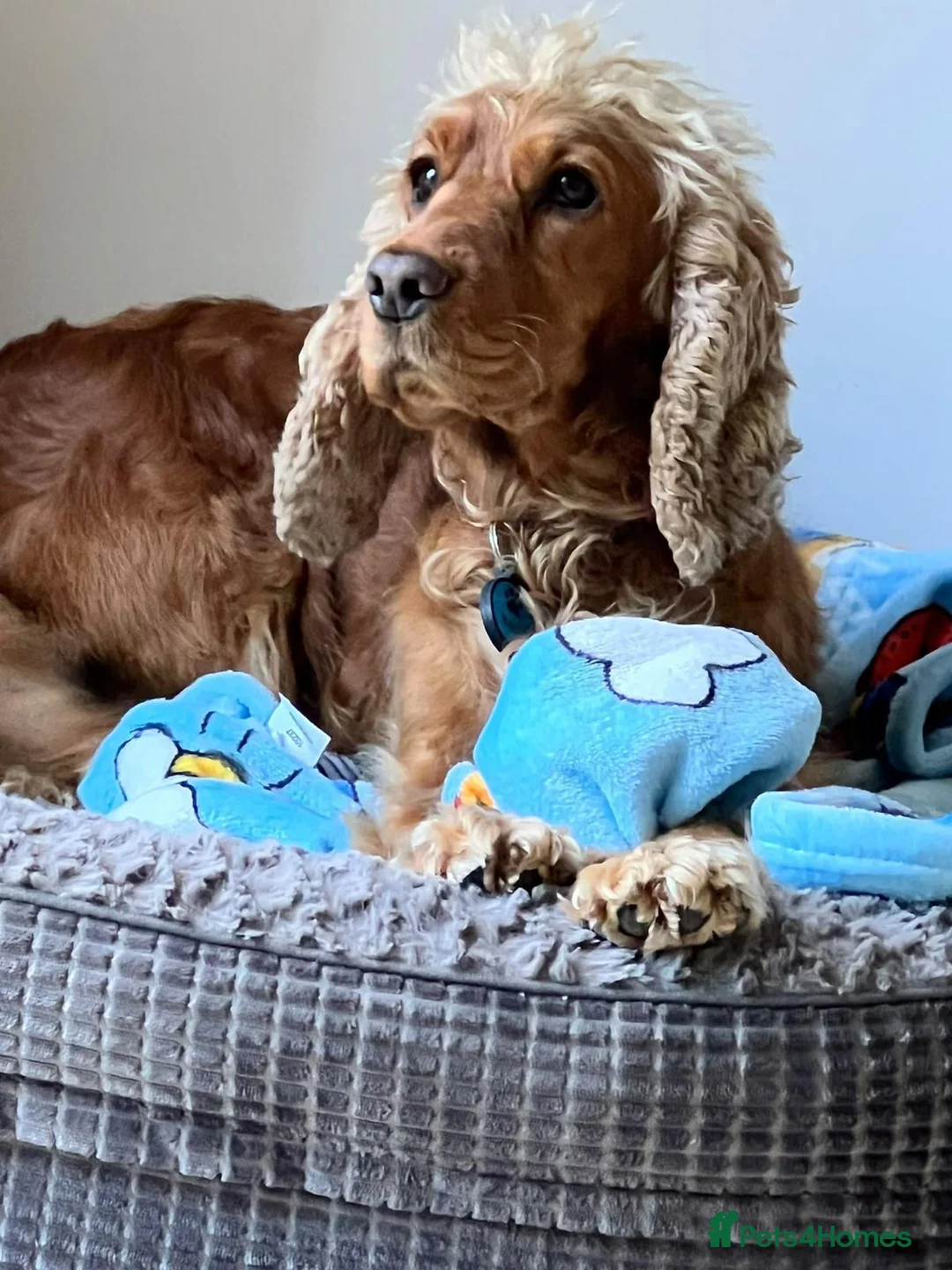 Mixed Breed dogs for adoption: ❤️SAVVY❤️ A HAPPY, AFFECTIONATE SHOW SPANIEL GIRL in Burton-on-Trent - Advert 1