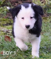 Border Collie dogs PEDIGREE BORDER COLLIE PUPPIES ISDS KC SHEEPDOG - Advert 9