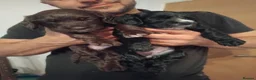 Sprocker dogs for sale: Sprocker puppies  - Advert 16