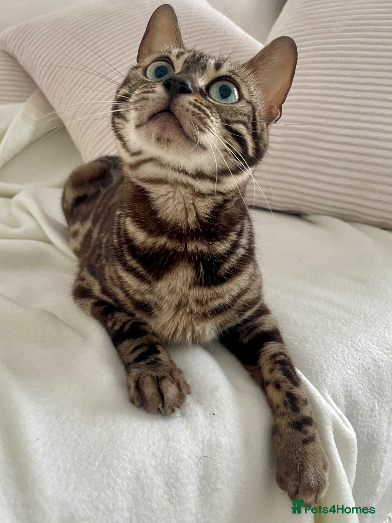 Bengal cats 🏆Brown Pedigree bengal girl🏆  - Advert 2