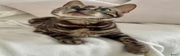 Bengal cats for sale: 🏆Gorgeous Brown Pedigree bengal girl🏆  - Advert 3
