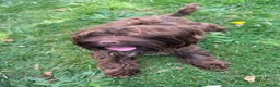 Yorkshire Terrier dogs for sale: Meet blaze 🔥  - Advert 2