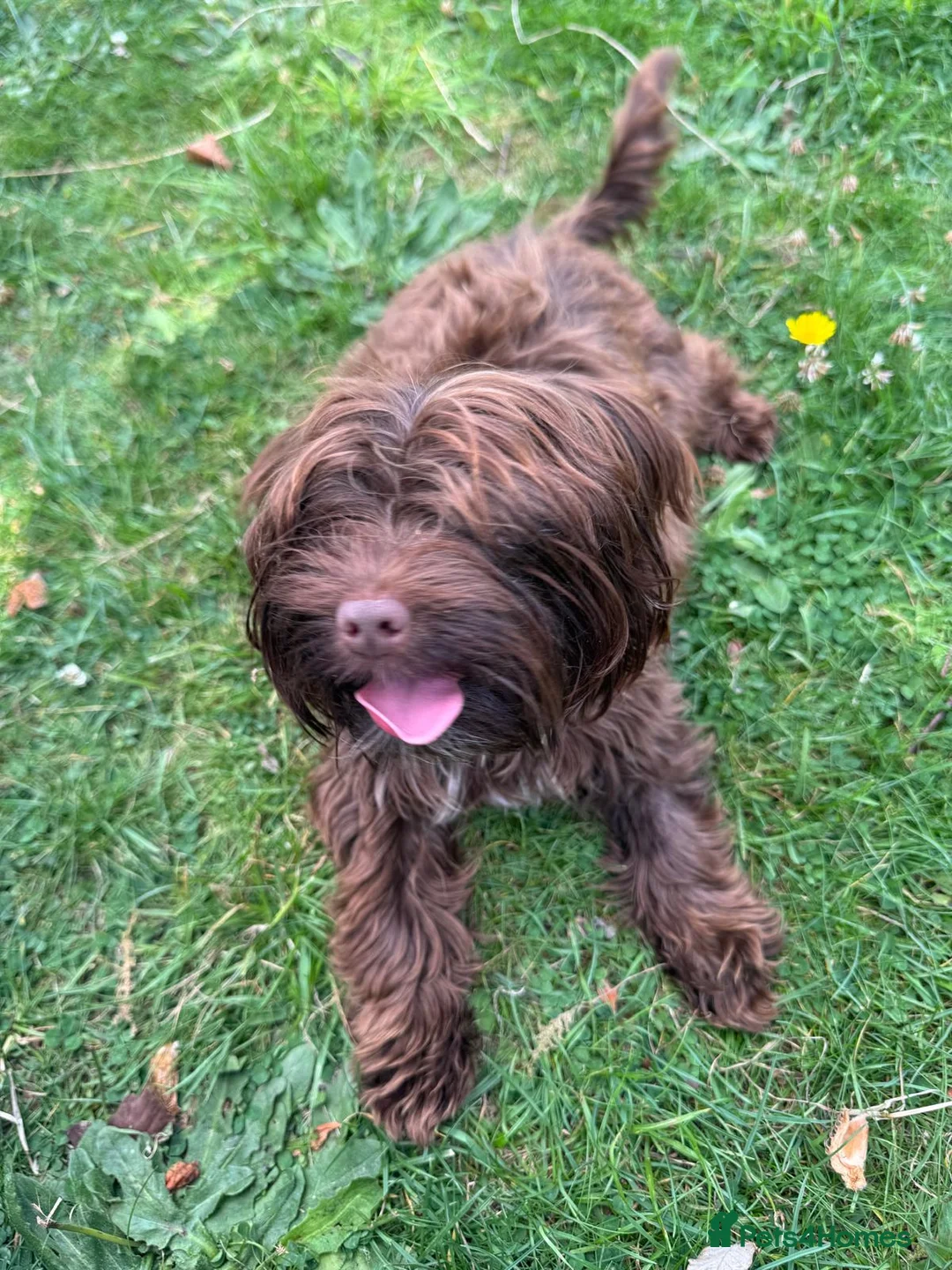 Yorkshire Terrier dogs for sale: Meet blaze 🔥  - Advert 2