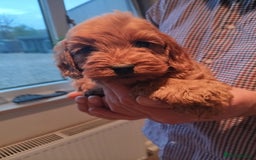 Cockapoo dogs for sale: Cockapoo puppies f1 show) ❤️ fox Red. !!!!!!. - Image 3