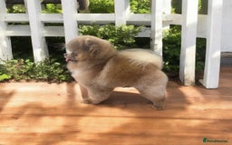 Pomeranian dogs for stud: 🏆 LOTS of champion lines, tiny lilac kc stud 💜 in Leeds - Image 1