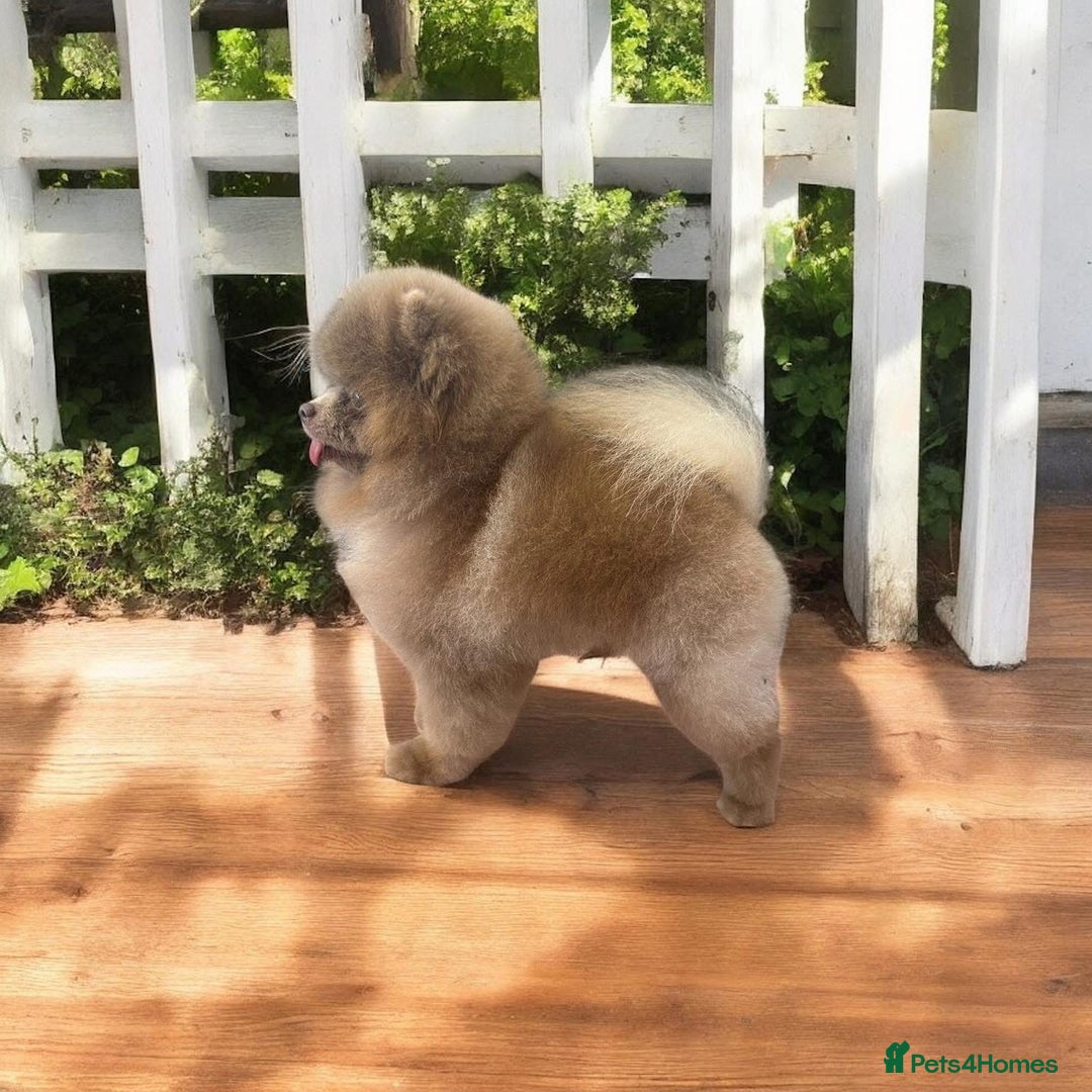 Pomeranian dogs for stud: 🏆 LOTS of champion lines, tiny lilac kc stud 💜 in Leeds - Image 1