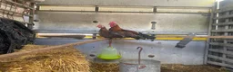 Chickens poultry for sale: Old English game breeding pairs - Advert 3
