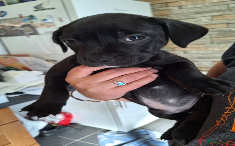 Staffordshire Bull Terrier dogs - Advert 1