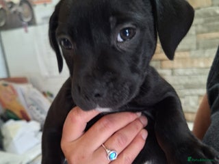 Staffordshire Bull Terrier dogs - Advert 21