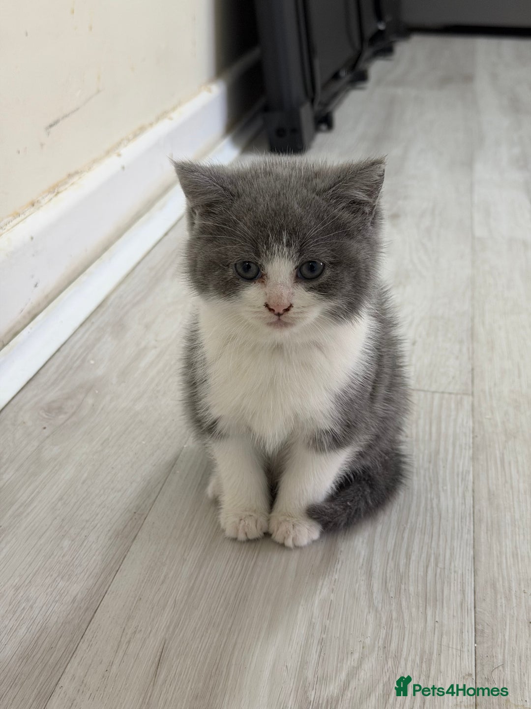 British Shorthair cats for sale:  Bargin BSH British short hair lovely kittens - Advert 1