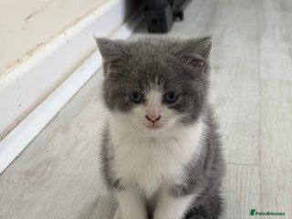 British Shorthair cats Bargin BSH British short hair lovely kittens - Advert 2