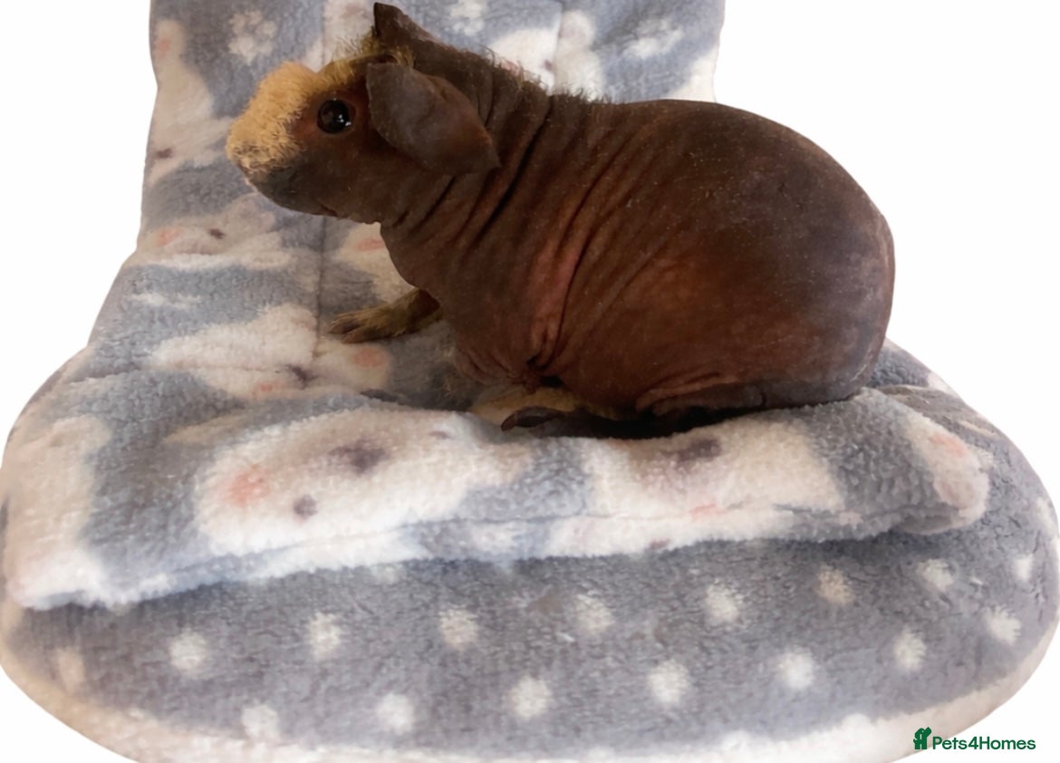Guinea Pig rodents Skinny pig - Boar and Sow - Advert 3