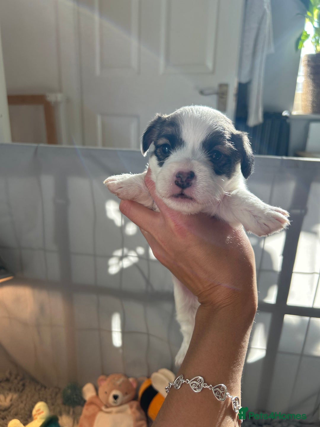 Sealyham Terrier dogs for sale: Sealyham terrier crosses 1 boy available  - Advert 11