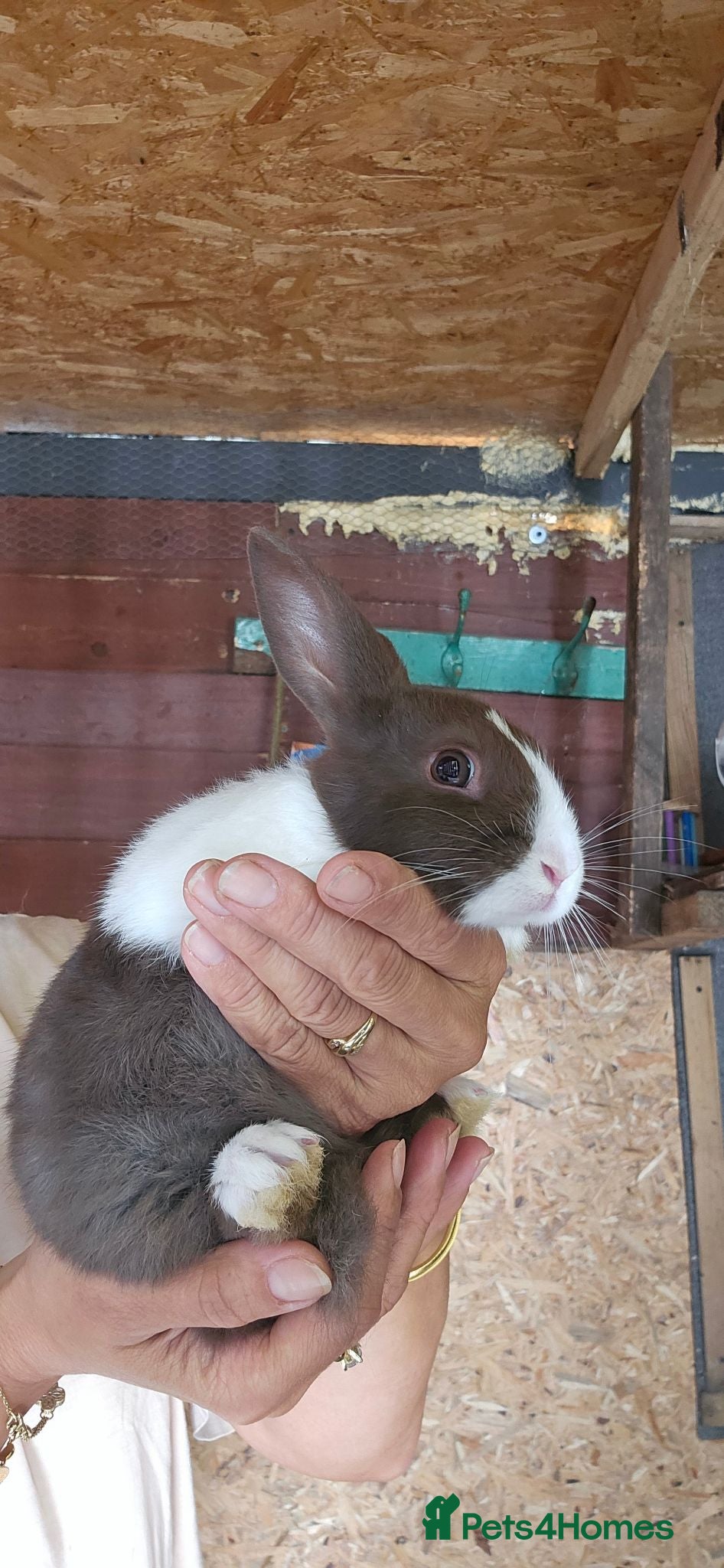Dutch rabbits They are so cute 😍 and soft  - Advert 11