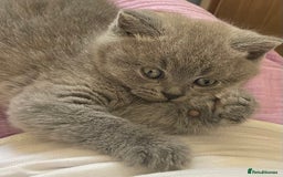 British Shorthair cats for sale:  Gorgeous  pedigree Bsh kittens Ready now  - Image 12