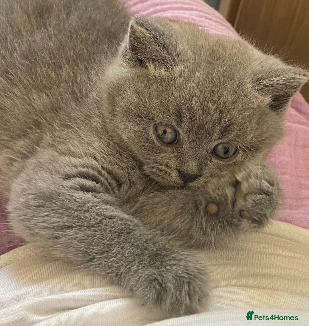 British Shorthair cats for sale:  Gorgeous  pedigree Bsh kittens Ready now  - Image 12