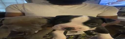 Mixed Breed dogs for sale: Puppies for sale - Advert 9