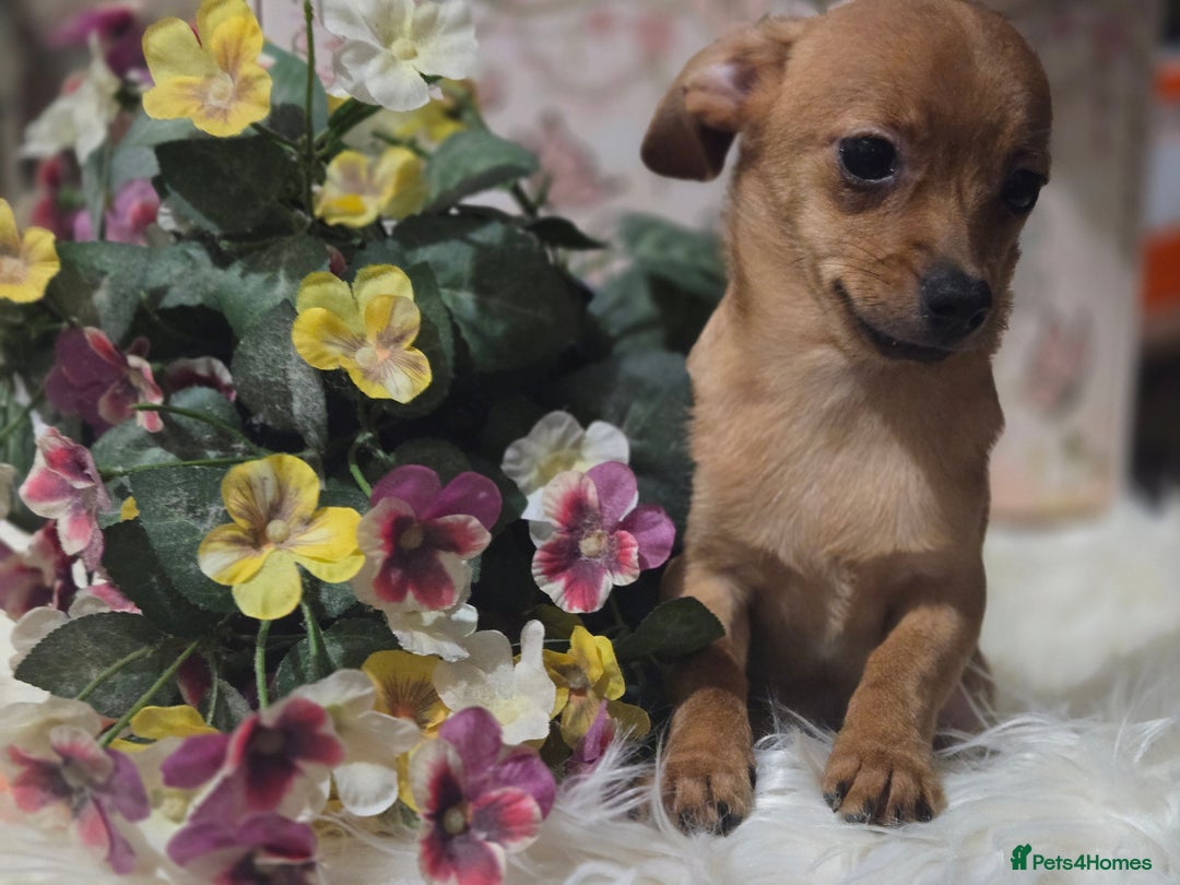 Mixed Breed dogs for sale: Pomweenies 💕💕 - Advert 6