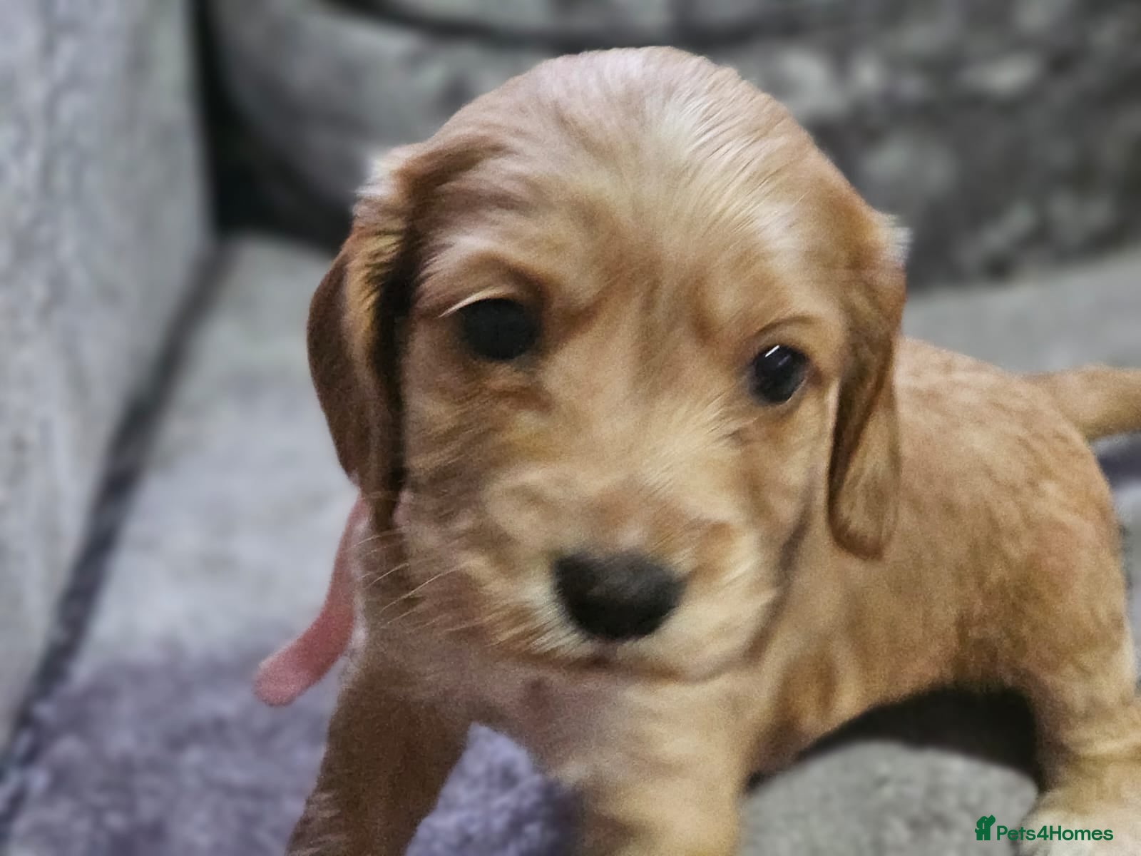 Cocker Spaniel dogs for sale: cocker spaniel puppies - Advert 25