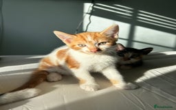 Mixed Breed cats for sale: Stunning mixed kittens  - Image 3