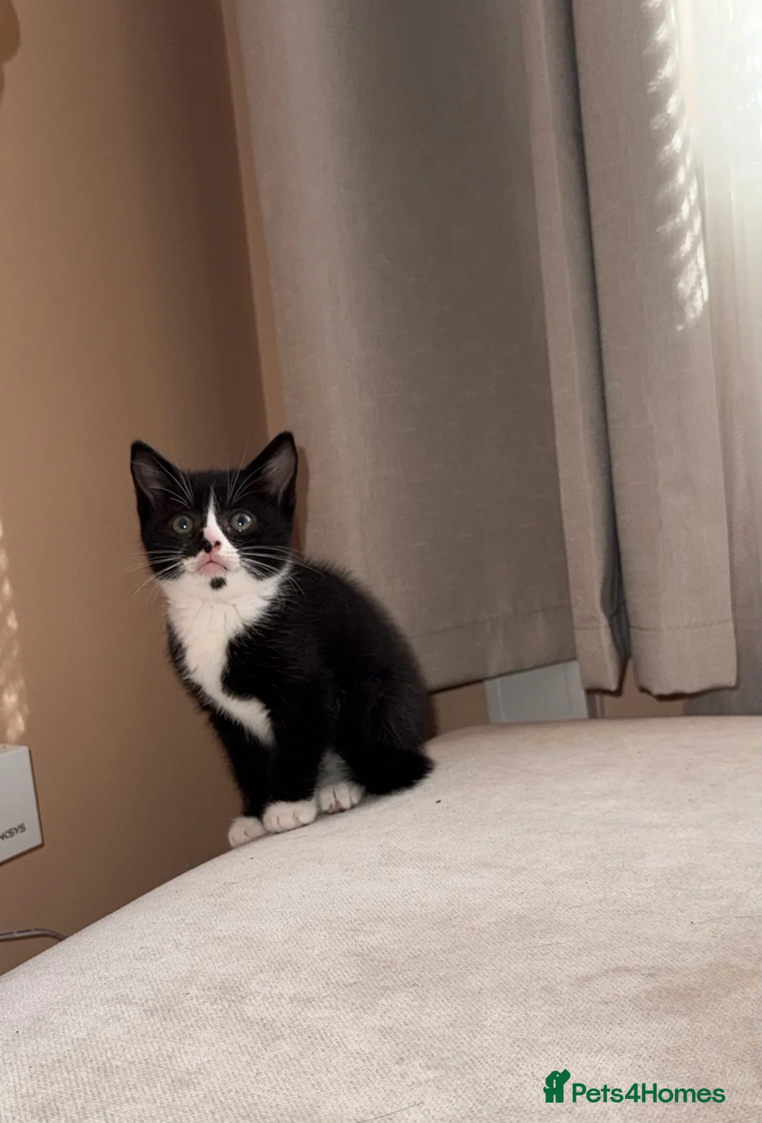 Mixed Breed cats for sale: Kittens for sale  - Advert 2