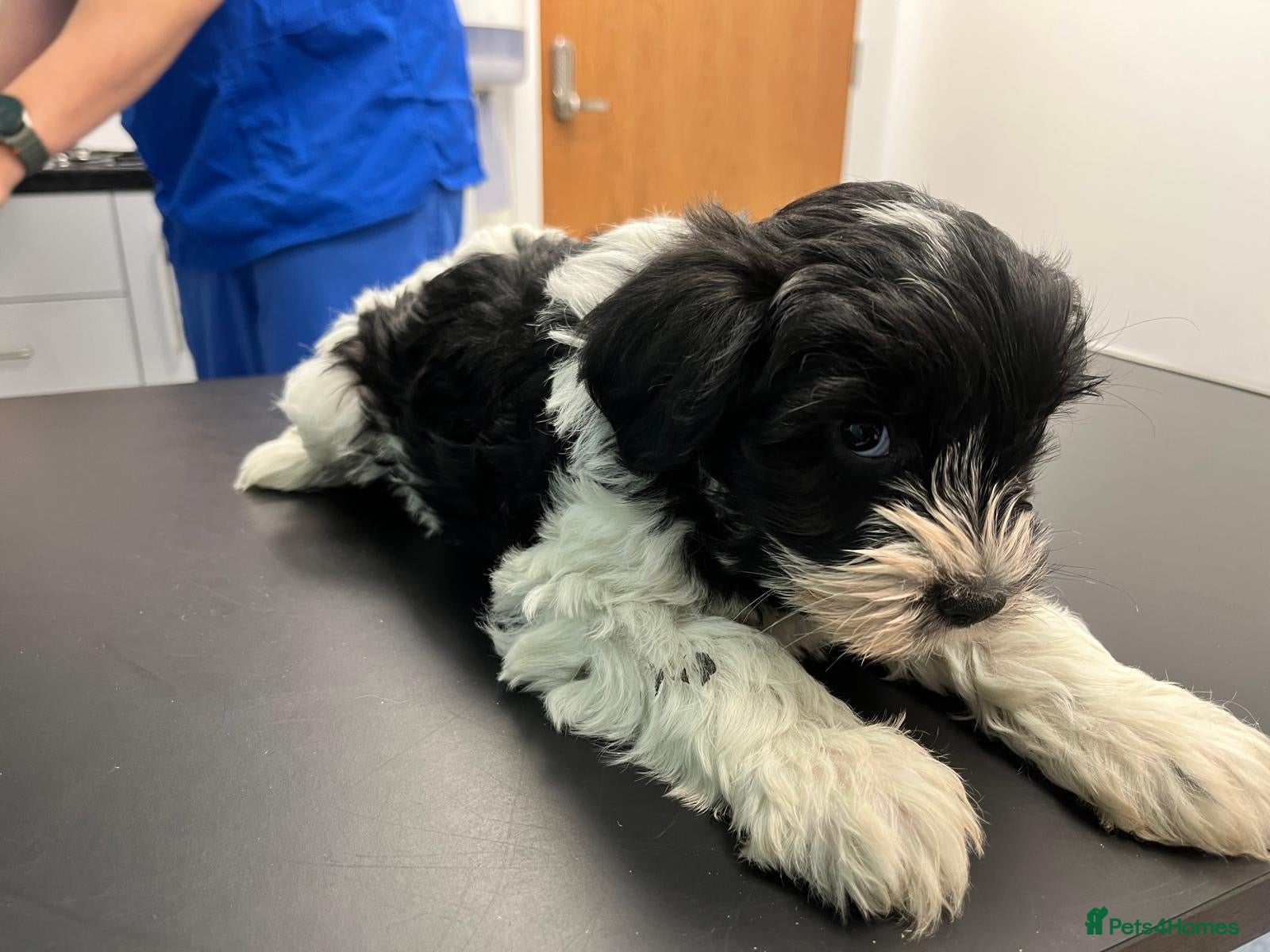 Miniature Schnauzer dogs  ❤️PARTI MINIATURE SCHNAUZER GIRLS  - Advert 2