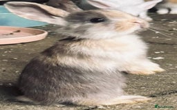 Mini Lop rabbits for sale: Mini Lops & H/LopxLion nearly7w Read description) - Image 27
