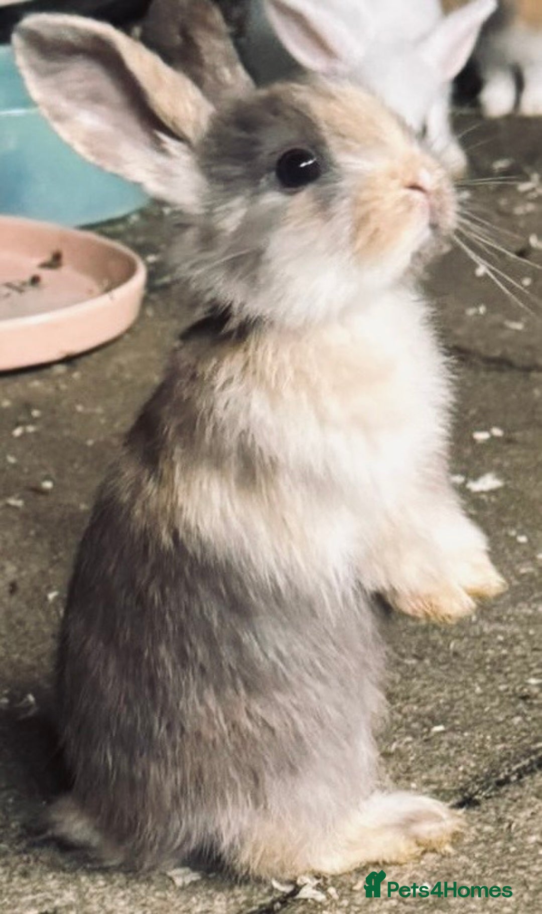 Mini Lop rabbits for sale: Mini Lops & H/LopxLion nearly7w Read description) - Image 27