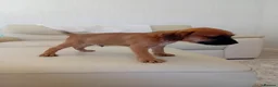 Border Terrier dogs for sale: Beautiful Border Terrier Puppies  - Advert 11