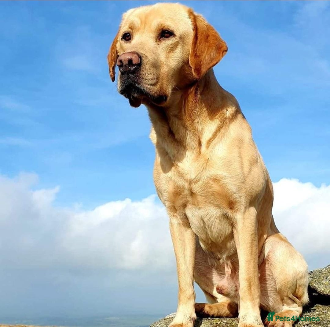 Labrador Retriever dogs for sale: Lovable, Quality KC black labradors  - Image 11