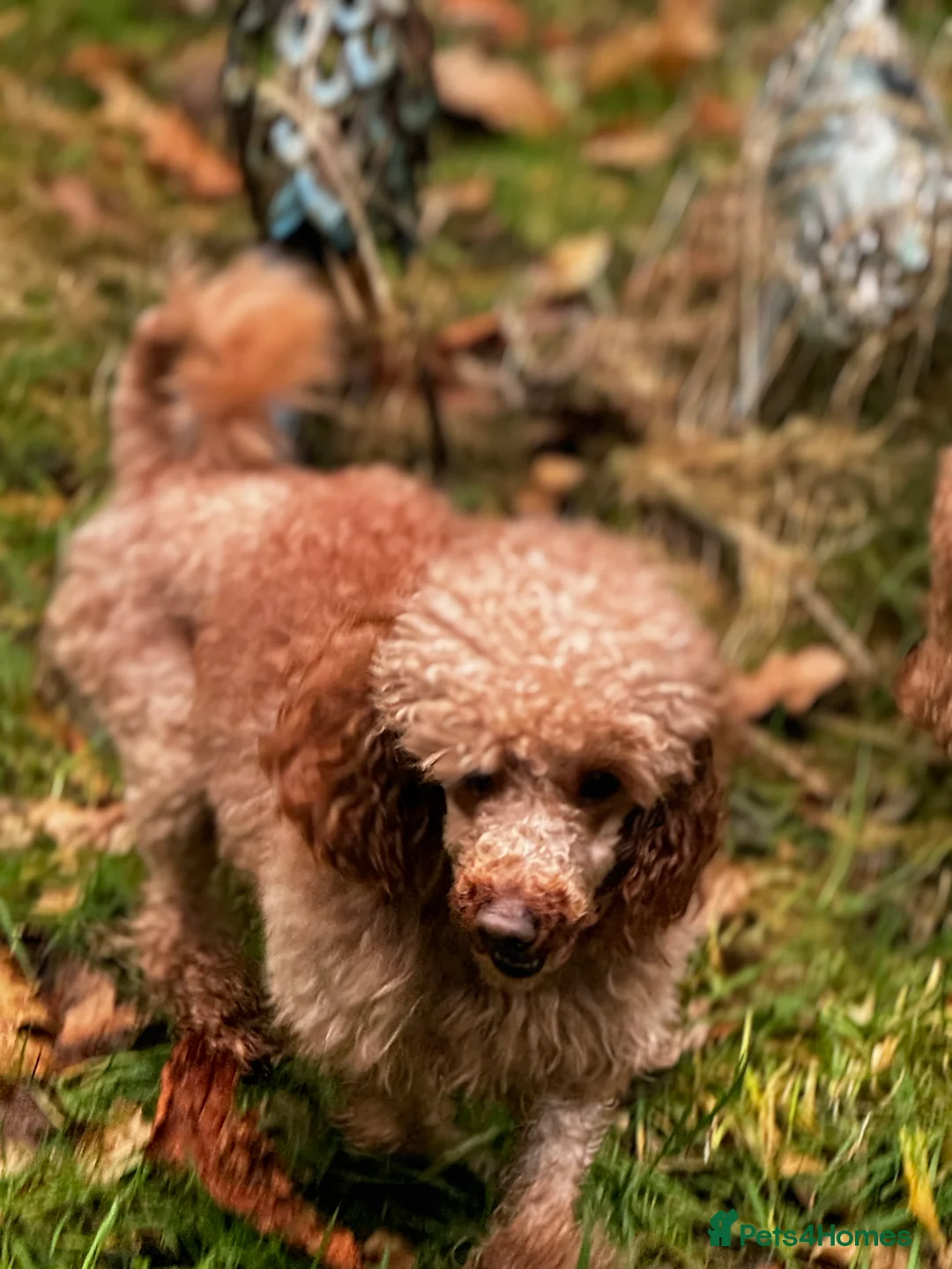 Cavapoo dogs for stud: FULLY Health Tested KC Toy Poodle STUD in Bacup - Advert 9